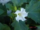 Datura Metel Extract(Jesslie@Snowlotusbiotech.Com)